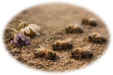 Pétition contre la loi Duplomb 2